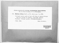 Tylopilus felleus image